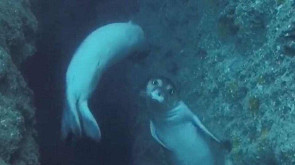 Avusturyalı turistlere Akdeniz foku sürprizi