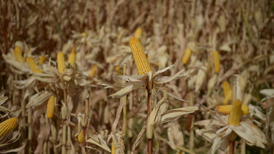 Mısır üretiminde rekor beklentisi