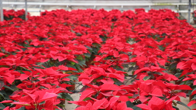 Hedef 100 milyon dolar ihracat