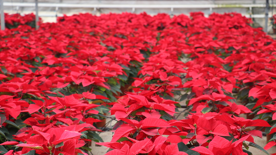 Hedef 100 milyon dolar ihracat