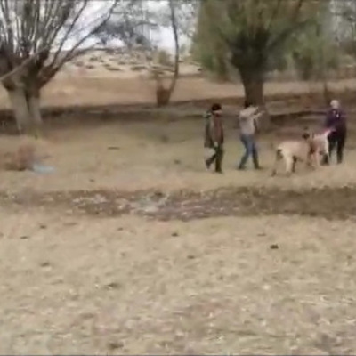 Köpek dövüşü vahşetine baskın!