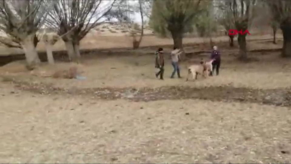 Köpek dövüşü vahşetine baskın!