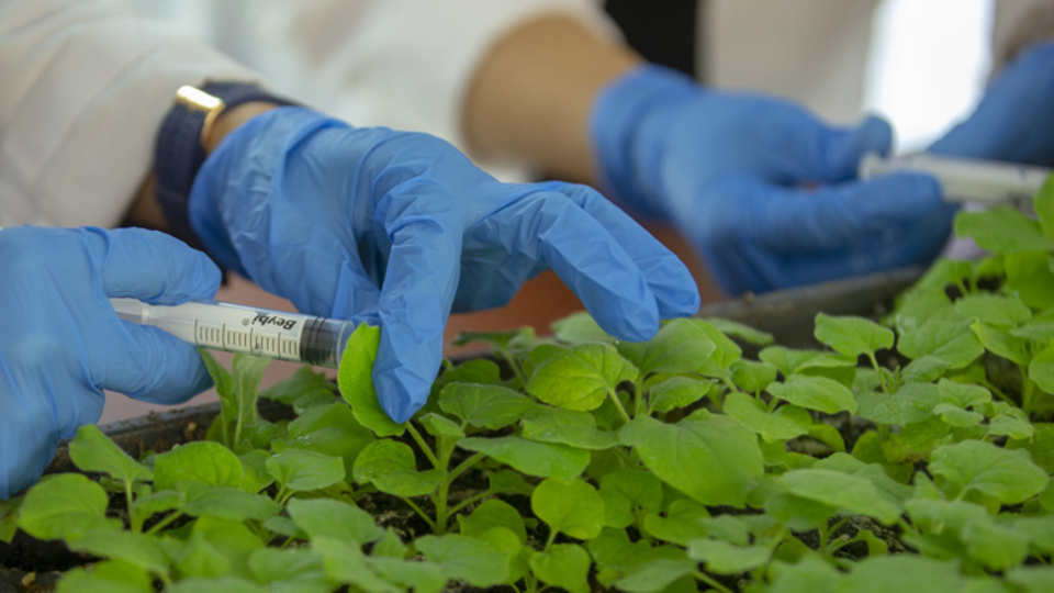 Covid-19 hastalarında azalan enzim, yeşil bitki yapraklarında üretildi