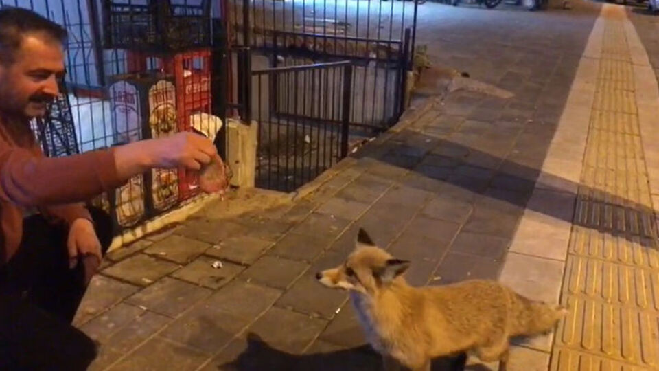 Şehre inen tilkiye köfte ikramı