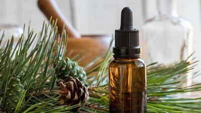 Çam terebentin yağının mucizevi etkileri
