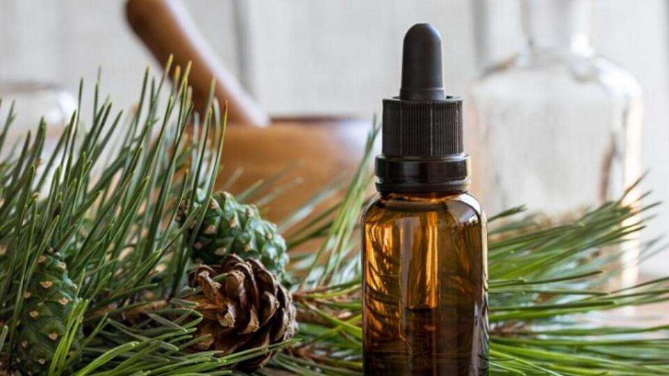 Çam terebentin yağının mucizevi etkileri