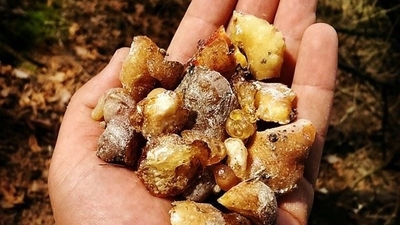 Çam sakızının faydaları nelerdir?