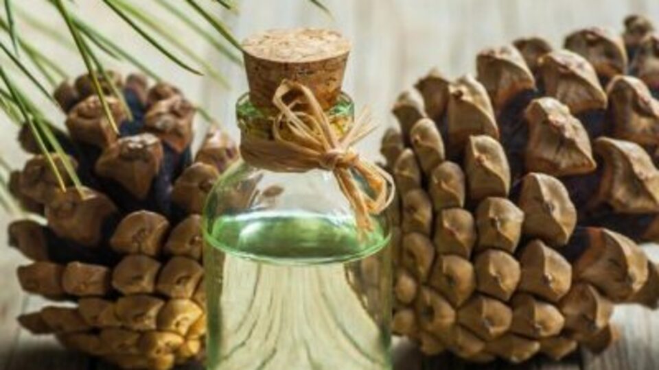 Çam yağının etkileri ve sağlığa yararları