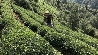 Çay üreticisine 13 kuruş fark ödemesi