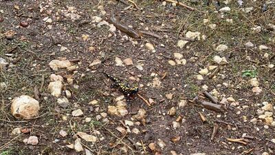 Koruma altına alınmıştı... Görüntülendi!