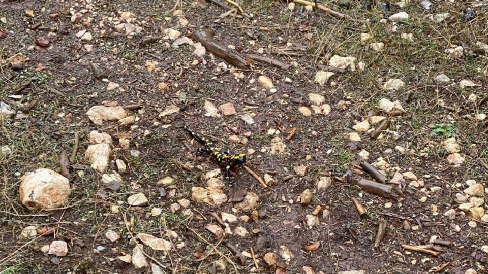 Koruma altına alınmıştı... Görüntülendi!