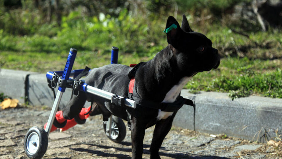 'Kara Şimşek' hayata böyle bağlandı