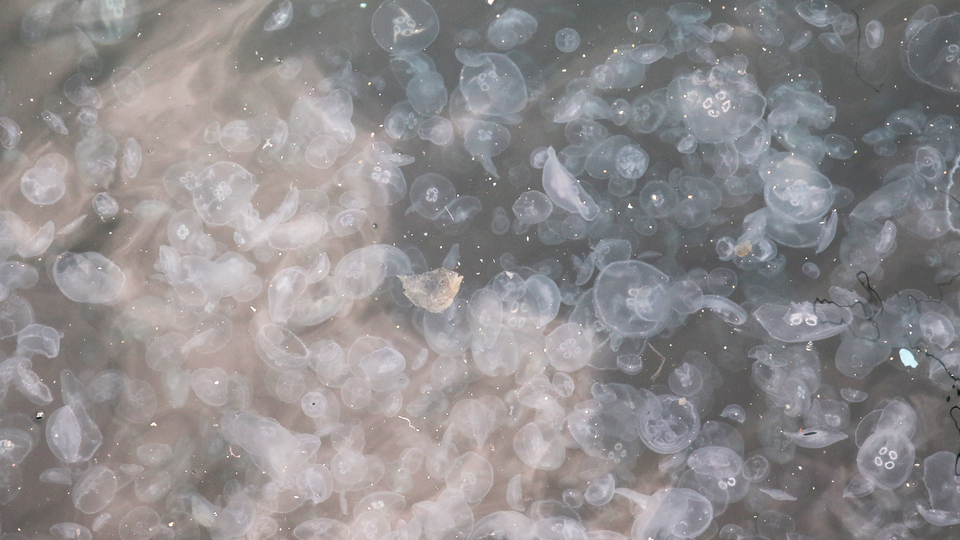 Boğazdaki istilanın nedeni ortaya çıktı