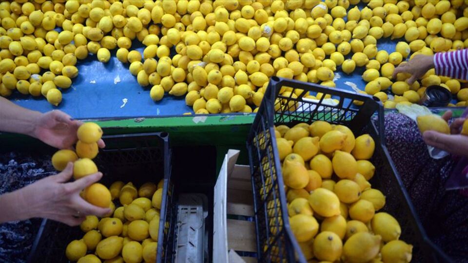 Limon ihracatı 82 milyon doları aştı