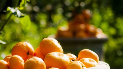 Mandalina'dan 1 ayda 110 milyon dolar gelir