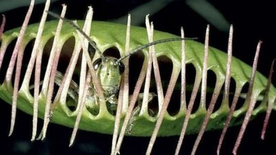 Et yiyen bitkiler ve ilginç özellikleri