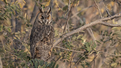 Köyün dengesini onlar sağlıyor