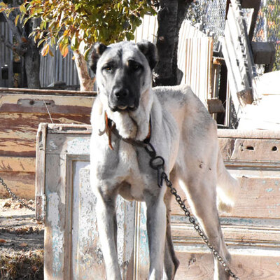 Evi için Kangal almıştı... Sivas'tan Adriana'ya çağrı