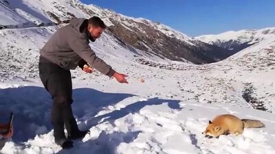 Aç kalan tilkiyi poğaça ile beslediler