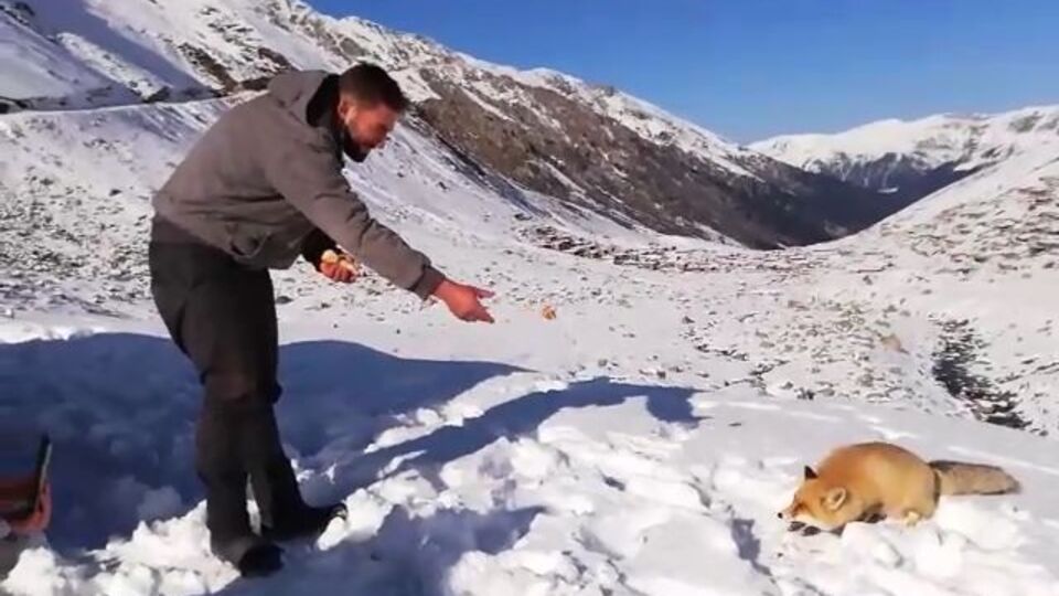 Aç kalan tilkiyi poğaça ile beslediler