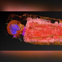 X ışınıyla taradılar... Şaşırtan keşif!