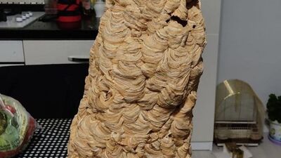 Evinin çatısında şans eseri fark etti!