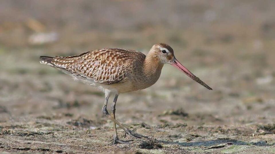 Hatay'da objektiflere takıldı...