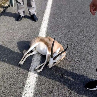 Akılalmaz olay! Yaralı ceylanla kayıplara karıştı