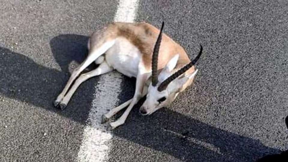 Akılalmaz olay! Yaralı ceylanla kayıplara karıştı