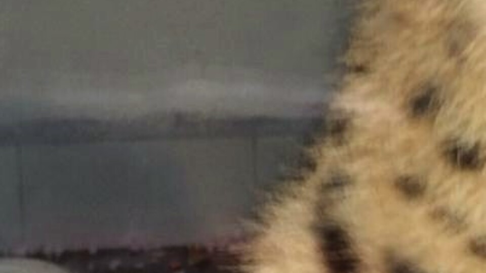 Jandarmayı şaşkına çeviren operasyon!