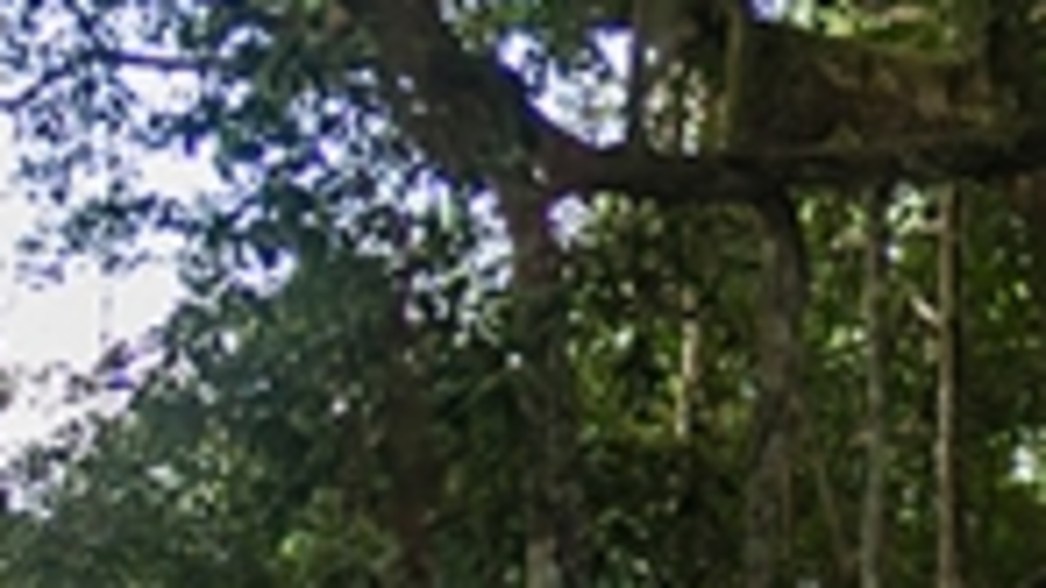 Amazon ormanlarındaki kayıp 'son 12 yılın en yüksek seviyesine' çıktı