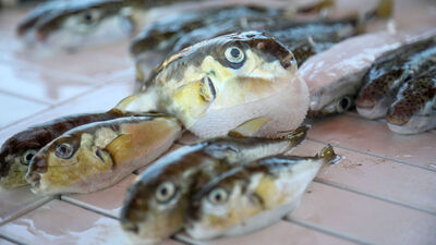 Bu balığı avlayana para verilecek!