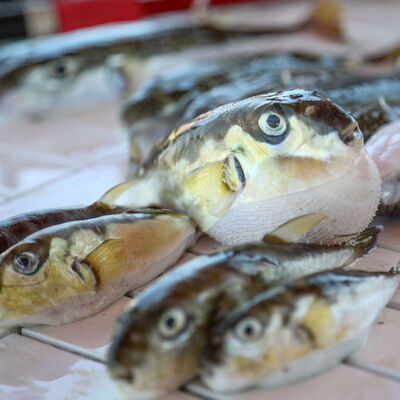 Bu balığı avlayana para verilecek!