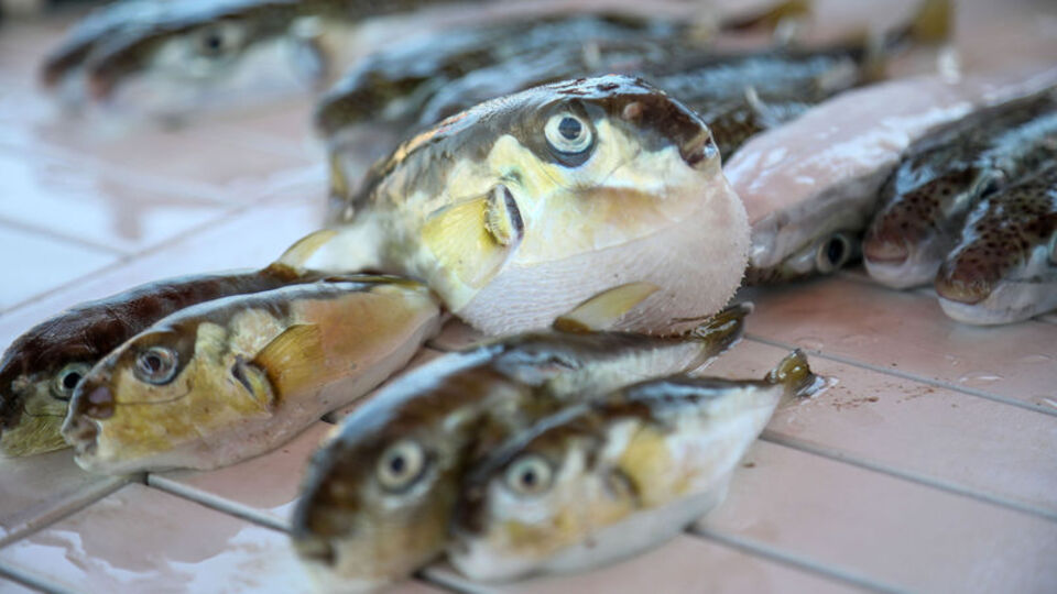 Bu balığı avlayana para verilecek!