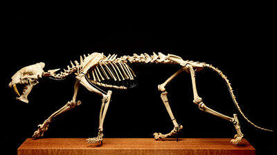 Açık artırmayla satılacak... 37 milyon yıllık!