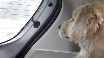 O canilere para cezası!