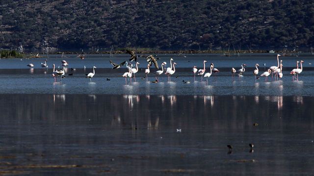 Kuş cenneti Bafa Gölü doğa tutkunlarını cezbediyor