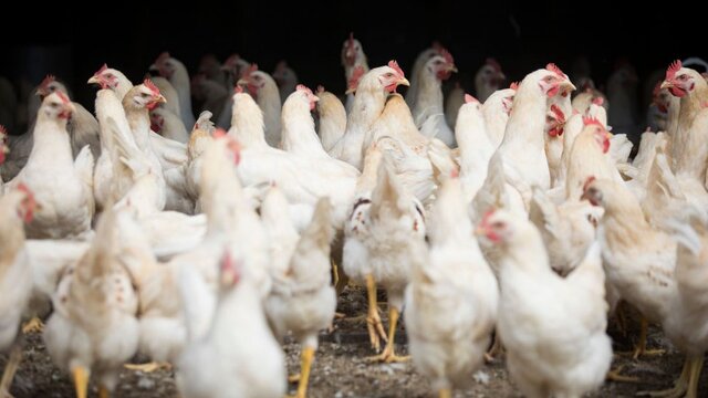 Hayvan öldürülmeden üretilen kültür eti, dünyadaki ilk onayı Singapur'dan aldı