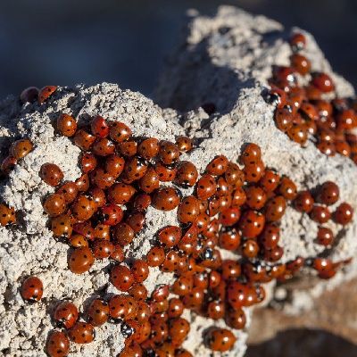 Rize'de korkutan olay! Uğur böceği istilası!