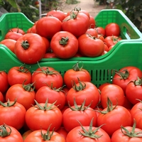 Kasım ayı zam şampiyonu domates