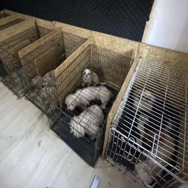 Bunun adı canilik!