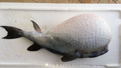 Avlayana para verilecek ama... Amatör balıkçılara uyarı