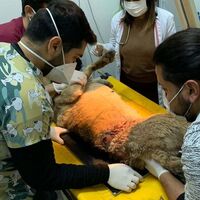 Kümese girdi diye 2 köpeği vurdu!