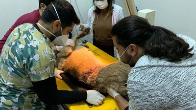 Kümese girdi diye 2 köpeği vurdu!