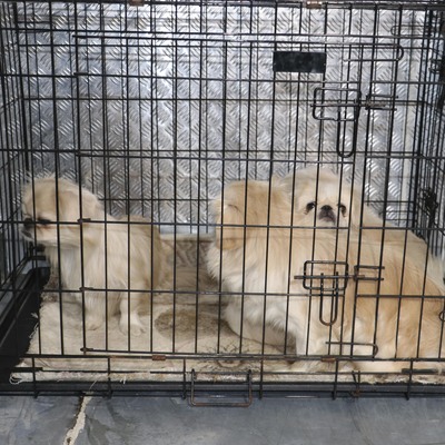 Ankara'da ikinci köpek operasyonu!