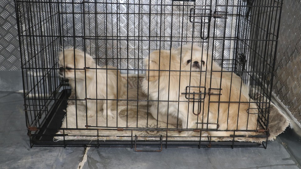 Ankara'da ikinci köpek operasyonu!