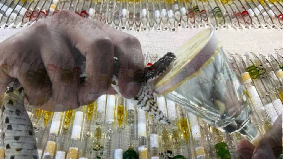 Otogorda ele geçirildi! 152 adet