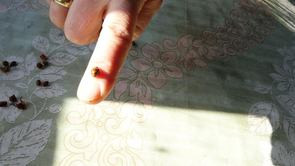 Uğur böceği istilasının nedeni ortaya çıktı