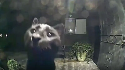 Güvenlik kamerasına yakalandı... Fenomen oldu