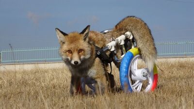 Felçli tilkiyi yürüteçle 'ayak'landırdılar